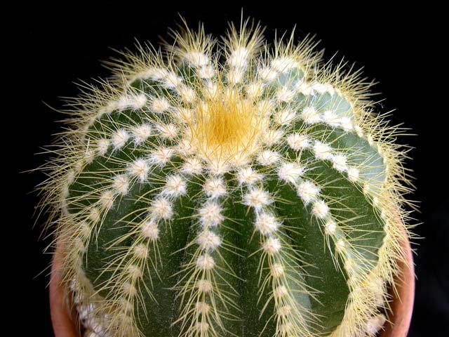 Parodia_warasii_1